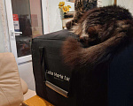 Кошки в Малмыже: Котята мейнкунята ,2 месяца, 3 900 руб. - фото 7