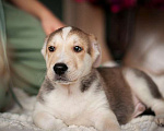 Собаки в Москве: Ищут дом 11 щенков — метисы той-терьера в дар, Бесплатно - фото 10