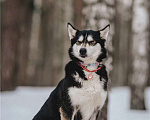 Собаки в Москве: Супер-собака Урса в добрые руки! Девочка, 1 руб. - фото 10