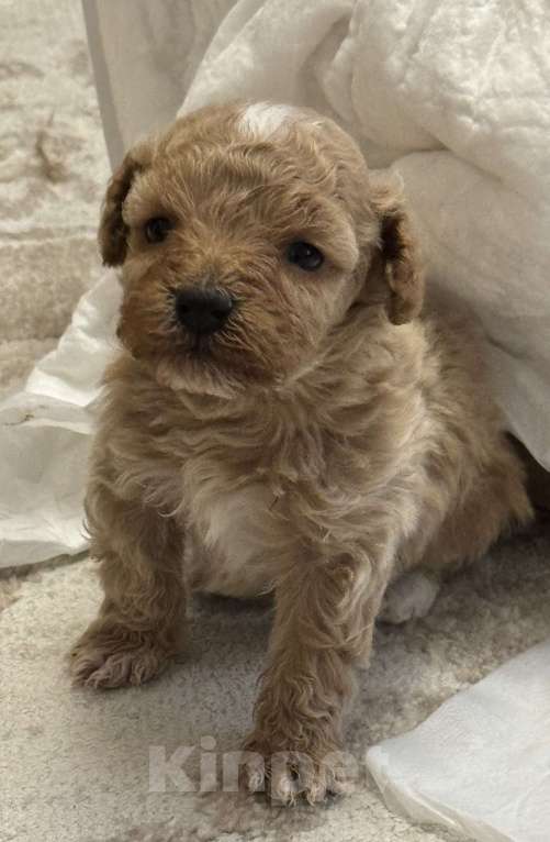 Собаки в Тюмени: Продам щенка цена 60 Мальчик, 60 руб. - фото 2