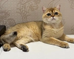 Кошки в Курске: Шотландский кот Мальчик, 80 000 руб. - фото 2