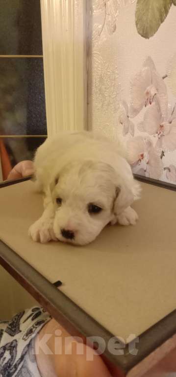 Собаки в Брянске: Продажа щенка Бишона Мальчик, 45 000 руб. - фото 1