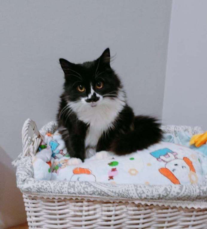 Кошки в других городах Московской области: Смешная девчоночка Мия в добрые руки Девочка, Бесплатно - фото 3