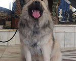 Собаки в Екатеринбурге: Блондин Мальчик, 70 000 руб. - фото 1