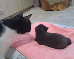 Кошки в Воронеже: Мальчики Мальчик, Бесплатно - фото 3
