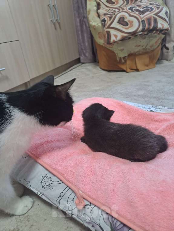 Кошки в Воронеже: Мальчики Мальчик, Бесплатно - фото 3