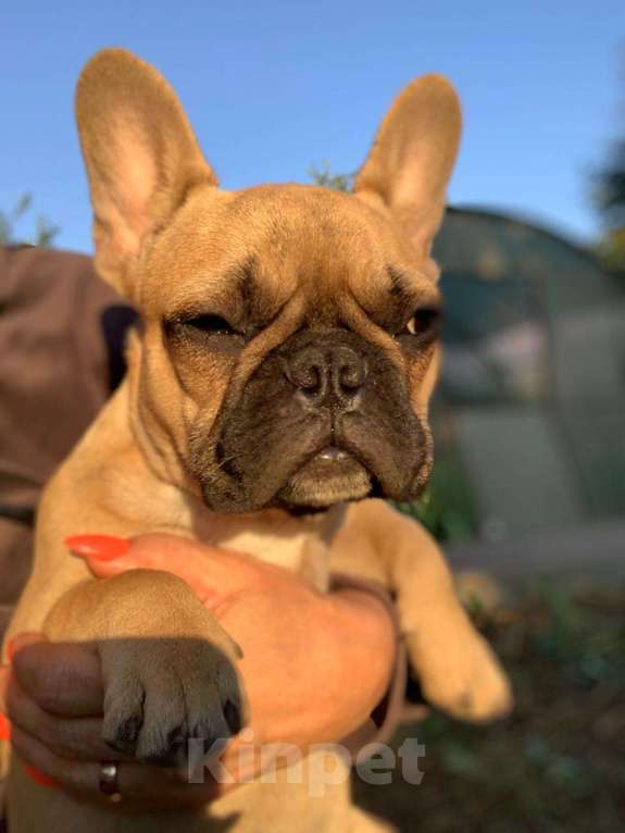 Собаки в Пензе: Щенок французского бульдога Девочка, 30 000 руб. - фото 1