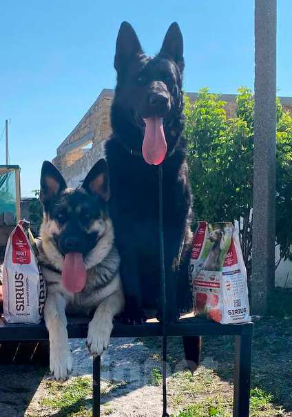 Собаки в других городах Крыма: Щенок девочка крупная Девочка, 45 000 руб. - фото 2