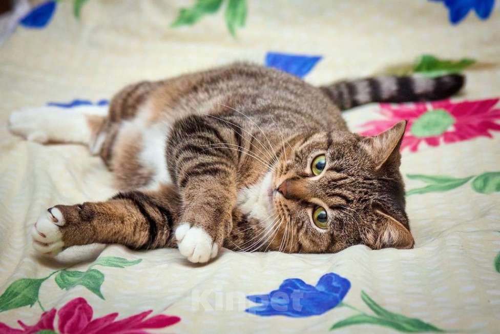 Кошки в Москве: Скромная полосатая кошечка Шуша в добрые руки Девочка, Бесплатно - фото 5