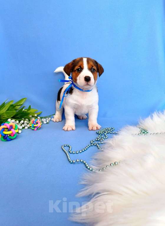 Собаки в Тюмени: Щенки Джек Рассел терьер мальчики и девочки Мальчик, 30 000 руб. - фото 6