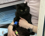 Кошки в других городах Ленинградской области: Найдена черная кошечка Девочка, Бесплатно - фото 2