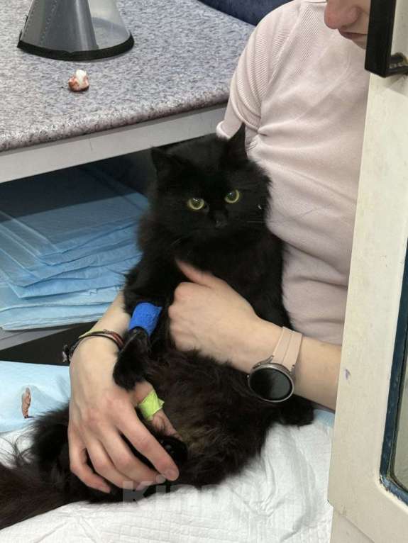 Кошки в других городах Ленинградской области: Найдена черная кошечка Девочка, Бесплатно - фото 2