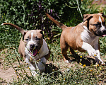 Собаки в Азове: Девочки Амстаффа РКФ Девочка, 40 000 руб. - фото 10