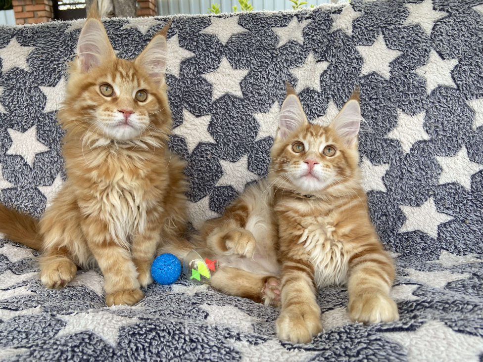 Кошки в Москве: Котята мейн-кун Мальчик, 50 000 руб. - фото 4