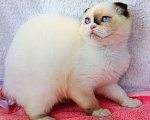 Кошки в Сарове: Малышка Шоколадка Девочка, 150 000 руб. - фото 5