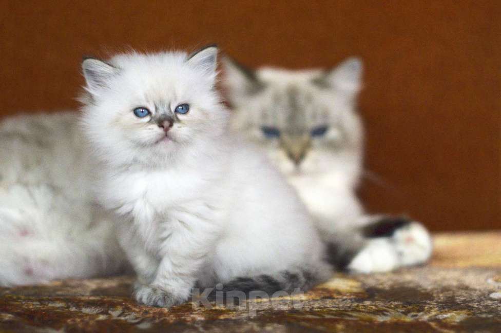 Кошки в Санкт-Петербурге: невский маскарадный мальчик Мальчик, 60 000 руб. - фото 1