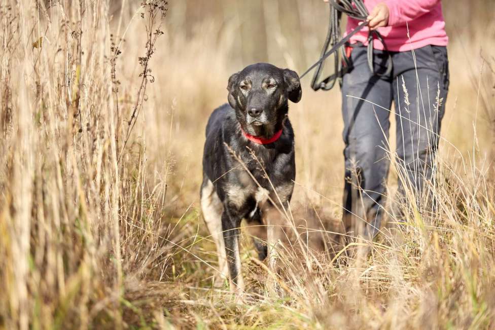Собаки в Москве: Рута Девочка, Бесплатно - фото 2