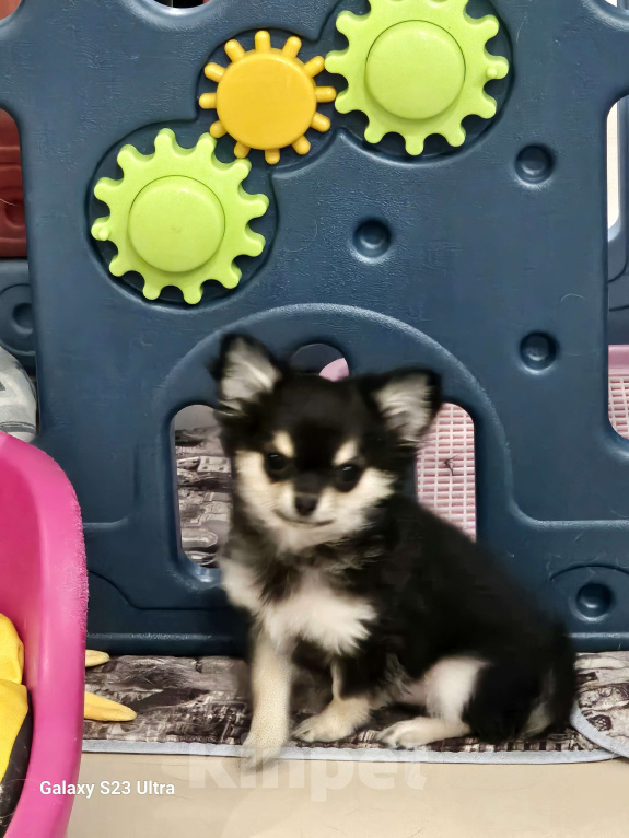 Собаки в других городах Челябинской области: Милая Мила Девочка, 50 000 руб. - фото 3