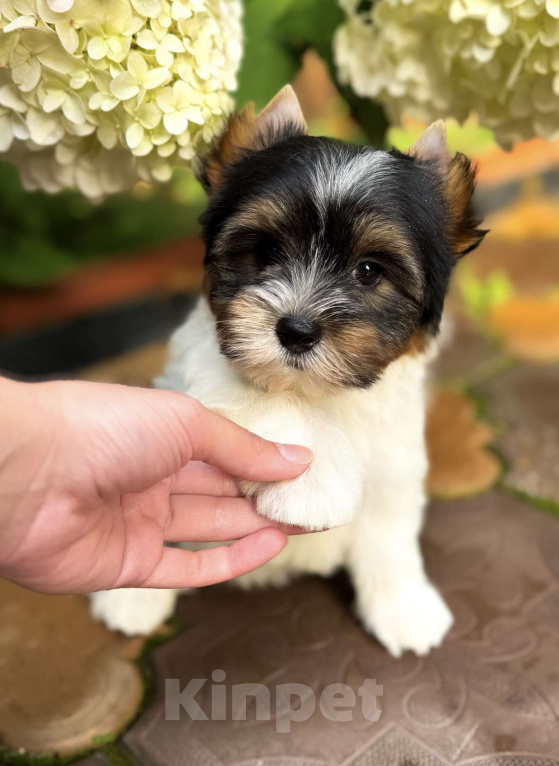 Собаки в Москве: Перспективный мальчик Бивер  Мальчик, 75 000 руб. - фото 4