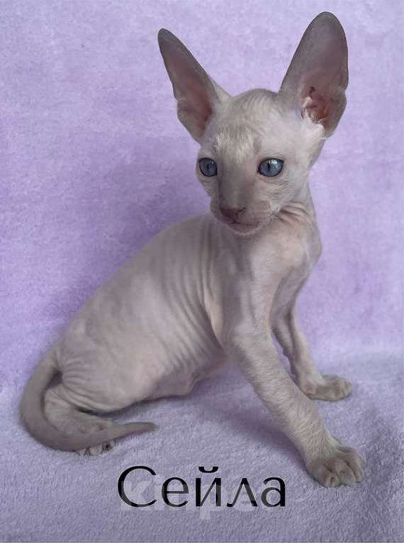 Кошки в Балашихе: кошечка лиловая пойнтовая из московского питомника Девочка, 80 000 руб. - фото 1