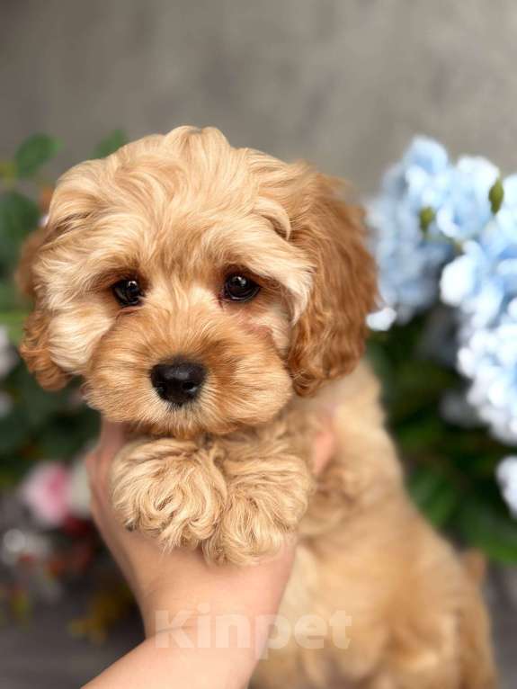 Собаки в Москве: Кавапу щенок Девочка, Бесплатно - фото 1