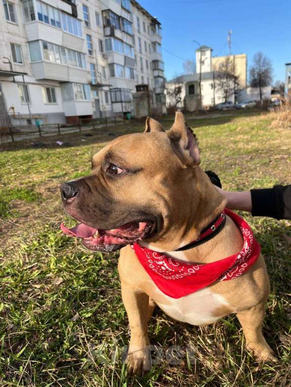 Собаки в Чайковском: Американский булли Мальчик, Бесплатно - фото 1