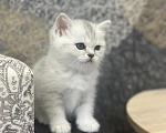 Кошки в Ступино: Котята Шотландская серебристая шиншилла Девочка, 15 000 руб. - фото 2