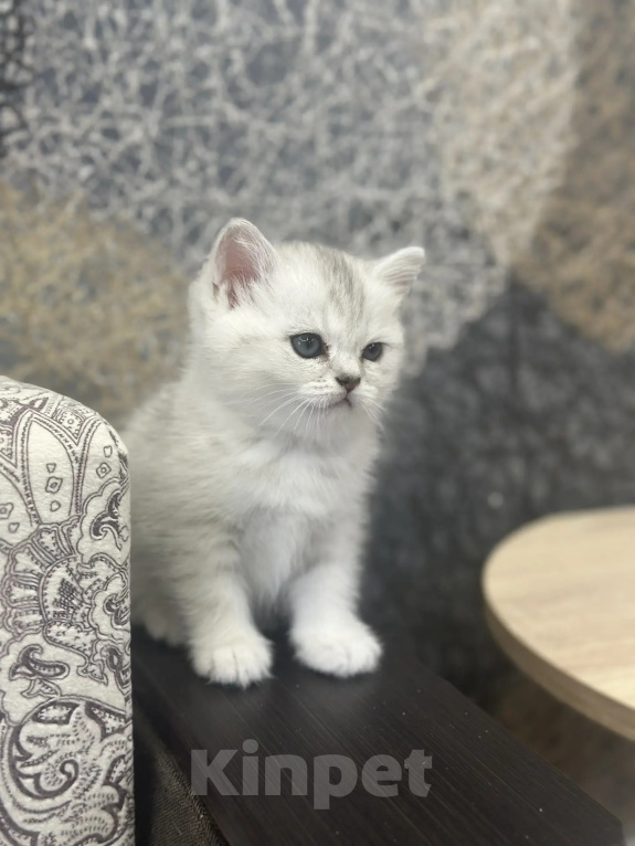 Кошки в Ступино: Котята Шотландская серебристая шиншилла Девочка, 15 000 руб. - фото 2