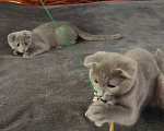 Кошки в Электростали: Шотландский вислоухий короткошёрстный котёнок Мальчик, 10 000 руб. - фото 4