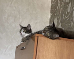 Кошки в Нальчике: Потерялась Кошка Ева (( Девочка, 100 000 000 000 руб. - фото 3