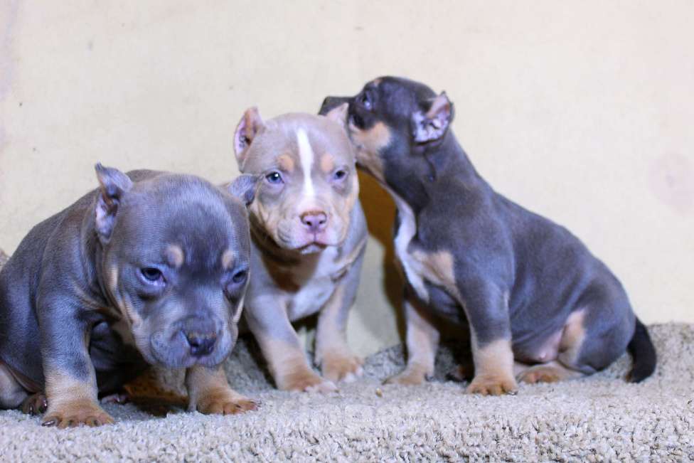 Собаки в Москве: Маленькие булочки Девочка, 90 000 руб. - фото 8