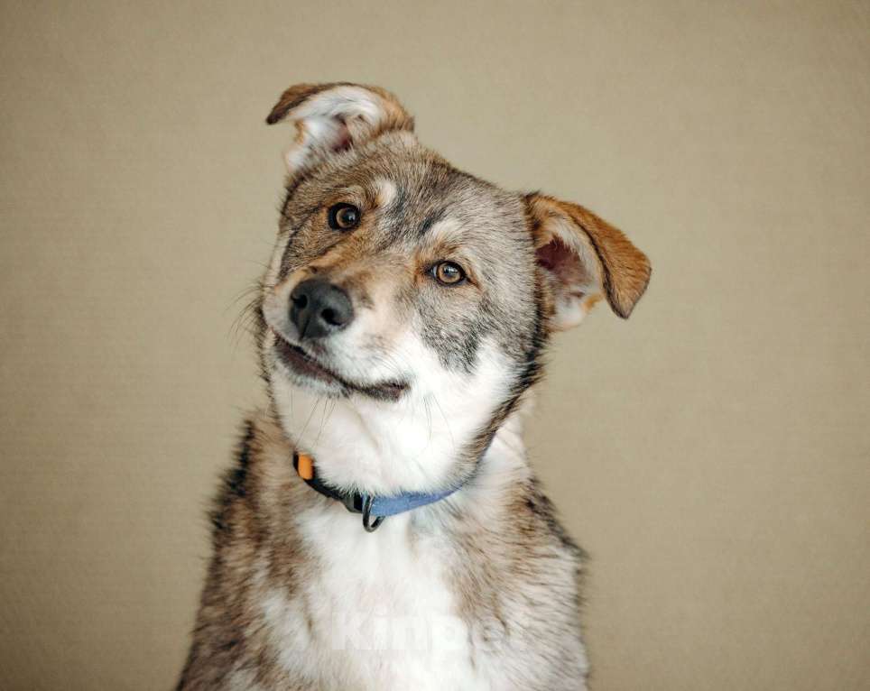 Собаки в Москве: Щенок бесплатно в Москве Девочка, Бесплатно - фото 1