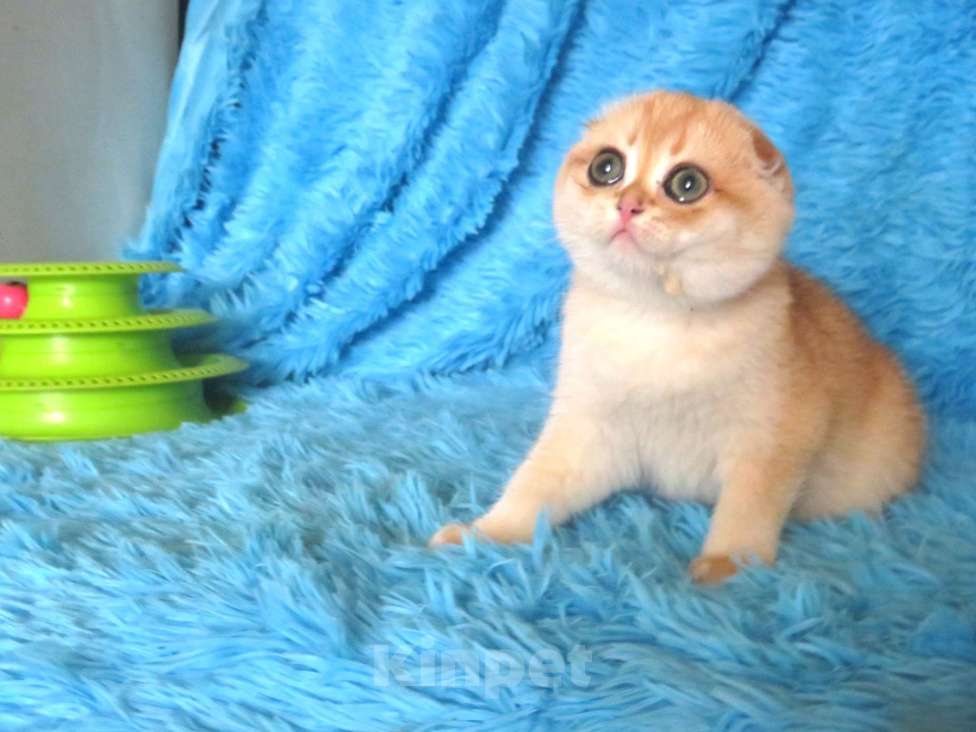 Кошки в Москве: роскошная золотая шиншилла Девочка, Бесплатно - фото 3