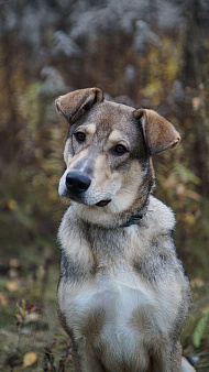 Марти - веселый щенок в поиске дома