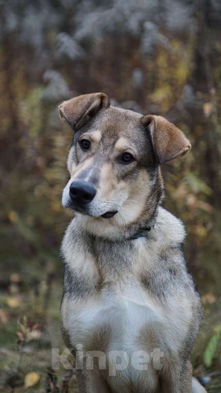 Собаки в Ногинске: Марти - веселый щенок в поиске дома Мальчик, Бесплатно - фото 1