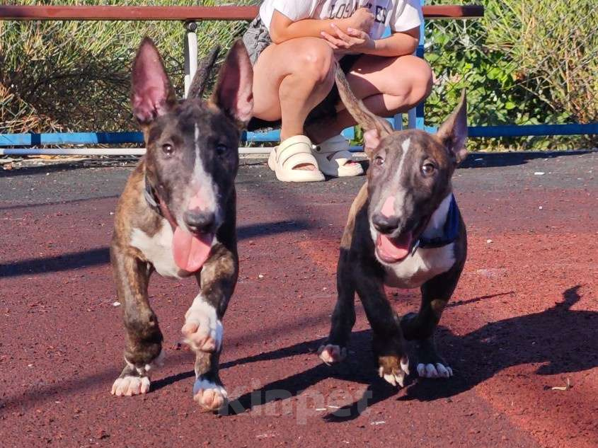 Собаки в Севастополе: Миниатюрный бультерьер, мальчики Мальчик, 50 000 руб. - фото 3