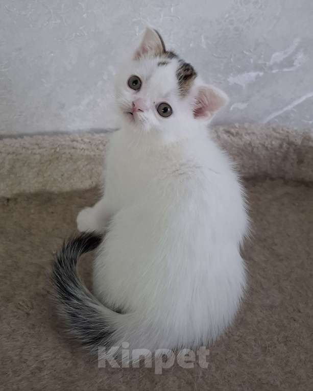 Кошки в Ярославле: Шотландский короткошерстный котенок Мальчик, 17 000 руб. - фото 4