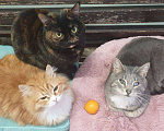 Кошки в Москве: Пушона живет в котокафе и мечтает о доме Девочка, 1 руб. - фото 1