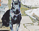 Собаки в Химках: Вязка чистокровный, 5 000 руб. - фото 2