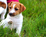 Собаки в Краснодаре: Щенки Джек Рассел терьера, 45 000 руб. - фото 6