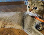 Кошки в Нытве: Абиссинка и британка,на половину породистая, 1 руб. - фото 4