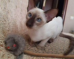 Кошки в Острогожске: Сиамская, 12 000 руб. - фото 8