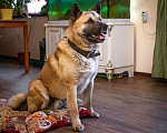 Собаки в Москве: Акита Балто в поисках своей семьи! Мальчик, Бесплатно - фото 2
