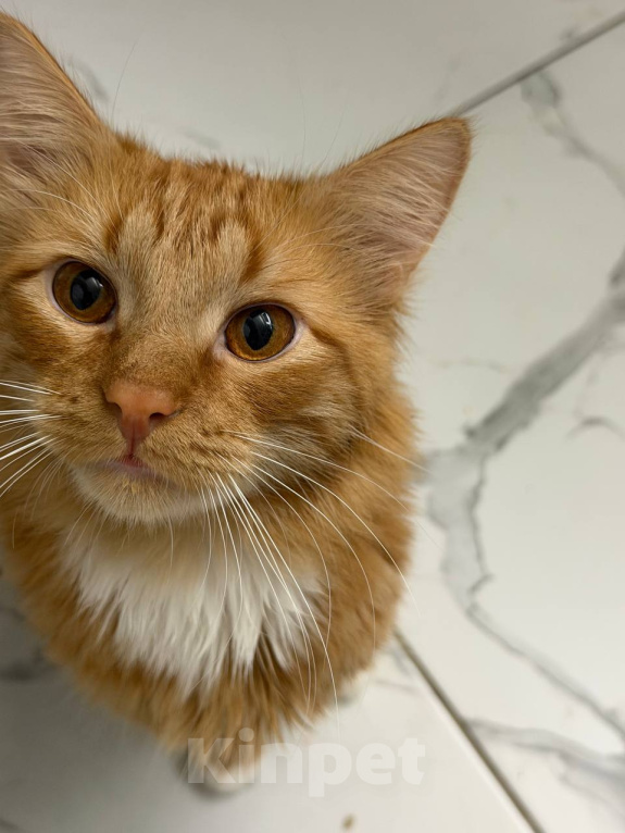 Кошки в Москве: Котята Мальчик, Бесплатно - фото 9