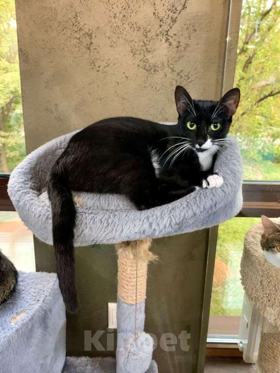 Кошки в Москве: Черно-белая кошечка ждет каждый день с надеждой, что ее заметят.. Девочка, Бесплатно - фото 2