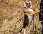 Собаки в Москве: Умнейшая мини-овчарочка Дана ищет дом Девочка, Бесплатно - фото 8