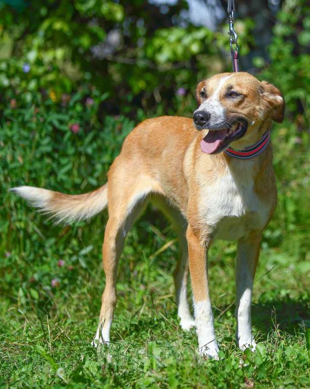 Собаки в Москве: Настёна, удивительно нежная собака  Девочка, Бесплатно - фото 6