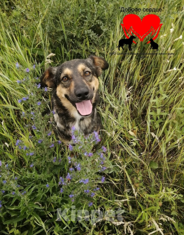 Собаки в Тамбове: Пропала Баунти Девочка, 5 000 руб. - фото 8