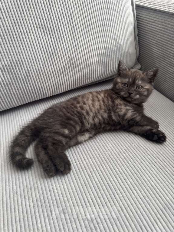 Кошки в Звенигороде: Шотландская кошечка Девочка, 1 000 руб. - фото 3