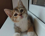Кошки в Москве: Милый котенок в дар Девочка, Бесплатно - фото 5